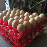 Pasture Raised Eggs 1Dozen