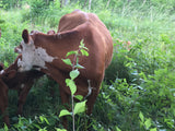 Farm-Share Bundle
