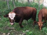 Farm-Share Bundle