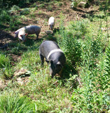 Farm-Share Bundle