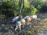 Forest Raised Hog - Whole or Half (Deposit Only)