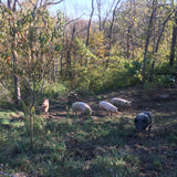 Farm-Share Bundle